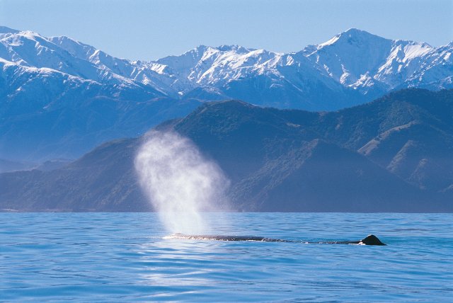 Kaikoura Whales